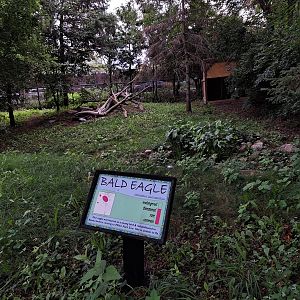 Bald Eagle enclosure