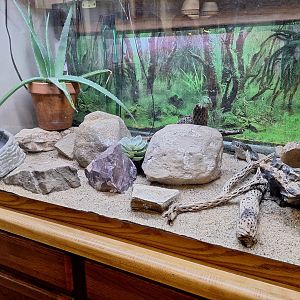 Colorado Ruver toad exhibit