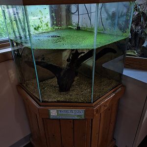 Tentacled Snake Tank