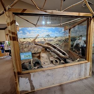 Dwarf Mongoose exhibit