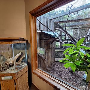 Ringtail Exhibit