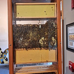 Honey Bee Exhibit