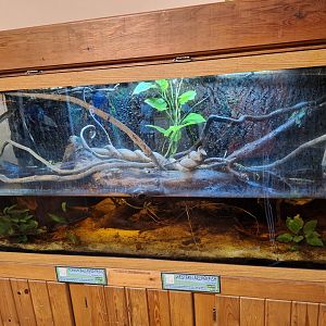 Archerfish tank