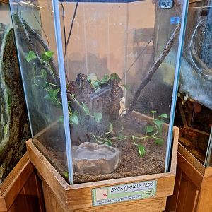 Smokey Jungle Frog Terrarium