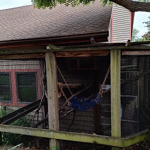 Pallas Cat enclosure