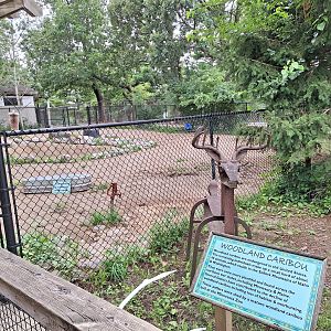 Woodland Caribou sign and former Enclosure