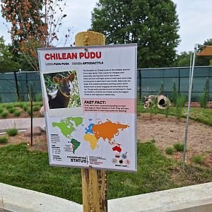 Chilean Pudu sign