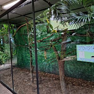 Cottontop Tamarin Enclosure