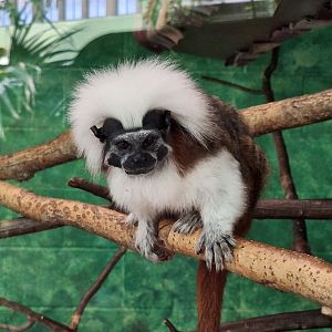 Cottontop Tamarin (Saguinus oedipus)