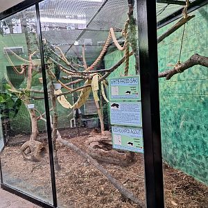White-faced Saki and Red-rumped Agouti enclosure