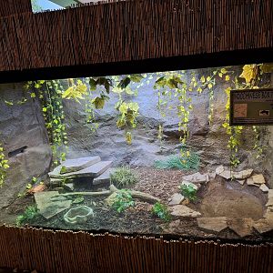 Indochinese Box Turtle exhibit