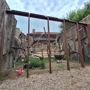 Francois Langur enclosure
