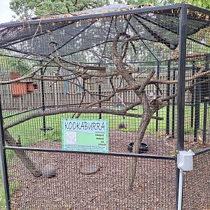 Kookaburra enclosure