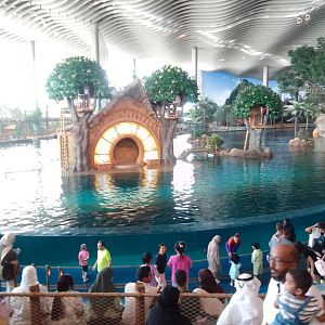 Dolphin show stage SeaWorld Abu Dhabi
