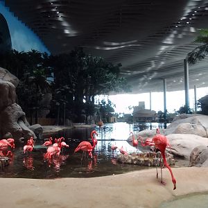 Flamingo and dolphin enclosure SeaWorld Abu Dhabi