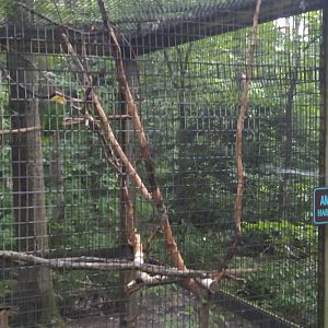 Which Amazona species is this?