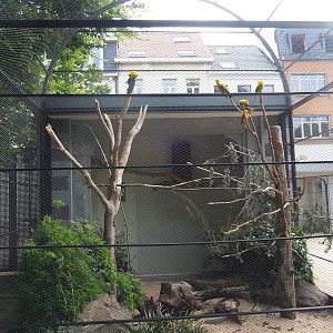 Sun conure, California quail and Northern cardinal aviary, 2022-07-10