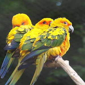 Sun conures (Aratinga solstitialis), 2022-07-10