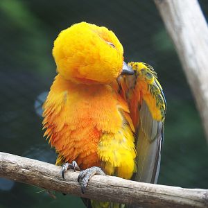 Sun conure (Aratinga solstitialis), 2022-07-10