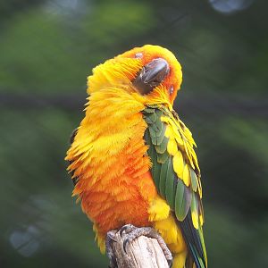 Sun conure (Aratinga solstitialis), 2022-07-10