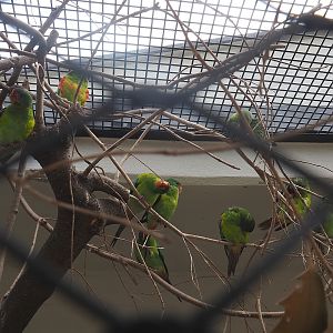 Swift parrots (Lathamus discolor), 2022-07-10