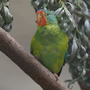 Swift parrot (Lathamus discolor), 2022-07-10