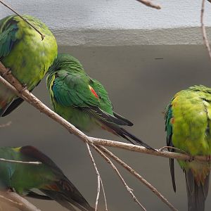 Swift parrots (Lathamus discolor), 2022-07-10