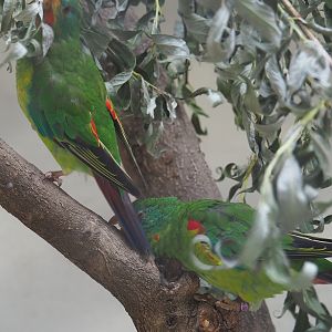 Swift parrots (Lathamus discolor), 2022-07-10
