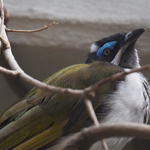 Blue-faced honeyeater (Entomyzon cyanotis), 2022-07-10