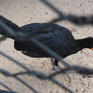 Red-billed curassow (Crax blumenbachii), 2022-07-10