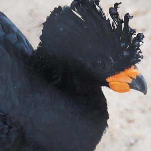 Red-billed curassow (Crax blumenbachii), 2022-07-10