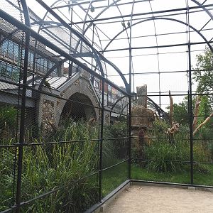 Red-billed curassow, Mexican military macaw and Double yellow-headed amazon aviary, 2022-07-10