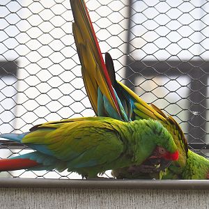 Mexican military macaws (Ara militaris mexicana), 2022-07-10