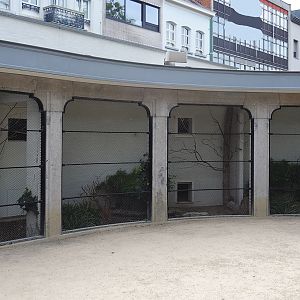 Brazilian grey-breasted conure, Ultramarine bishop and Socorro dove aviary, 2022-07-10