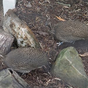 Elegant crested tinamous (Eudromia elegans), 2022-07-10