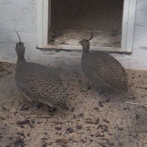 Elegant crested tinamous (Eudromia elegans), 2022-07-10