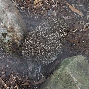 Elegant crested tinamou (Eudromia elegans), 2022-07-10