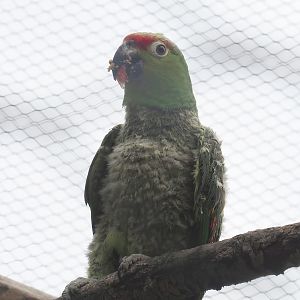Ecuadorian red-lored amazon (Amazona lilacina), 2022-07-10