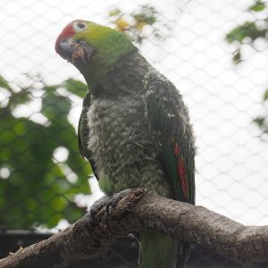 Ecuadorian red-lored amazon (Amazona lilacina), 2022-07-10