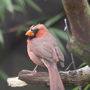 Northern cardinal (Cardinalis cardinalis), 2022-07-10