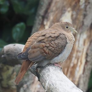Female Blue ground dove (Claravis pretiosa), 2022-07-10