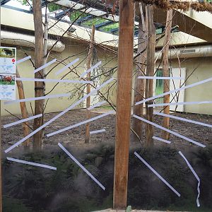 Viewable Okapi and Natal red duiker indoor exhibit, 2022-07-10