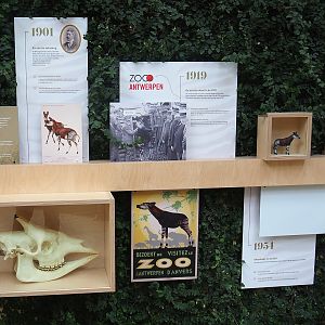 Okapi timeline educational signage, 2022-07-10