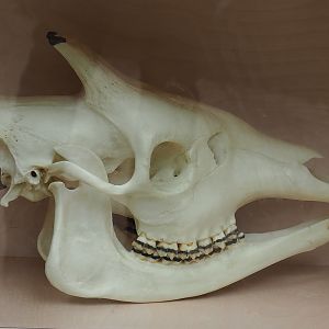 Okapi skull in educational display, 2022-07-10