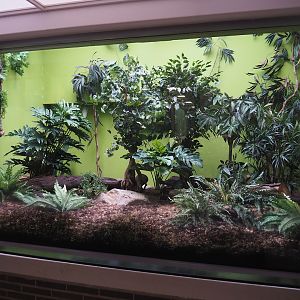 Renovated Black-and-rufous sengi exhibit, 2022-07-10