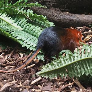 Black-and-rufous sengi (Rhynchocyon petersi), 2022-07-10
