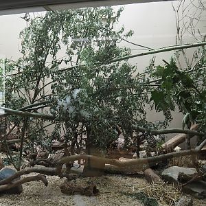 Barbary striped grass mouse exhibit, 2022-07-10