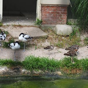 Pied avocets (Recurvirostra avosetta) and Ruffs (Calidris pugnax), 2022-07-10