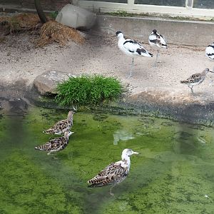 Pied avocets (Recurvirostra avosetta) and Ruffs (Calidris pugnax), 2022-07-10