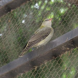 Female Eurasian golden oriole (Oriolus oriolus), 2022-07-10